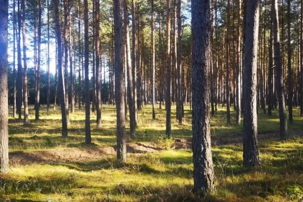 Staże absolwenckie w Lasach Państwowych – jak aplikować?