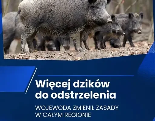 Wojewoda zachodniopomorski zmienia limity odstrzału dzików w całym regionie