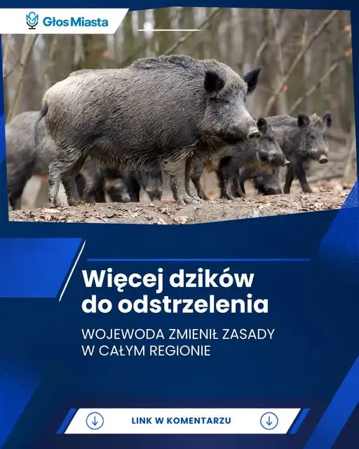 Wojewoda zachodniopomorski zmienia limity odstrzału dzików w całym regionie