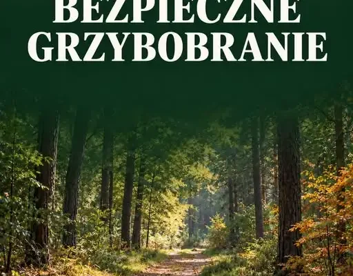 Sezon grzybowy w Gminie Pełczyce – policja i urząd przypominają o bezpieczeństwie w lesie